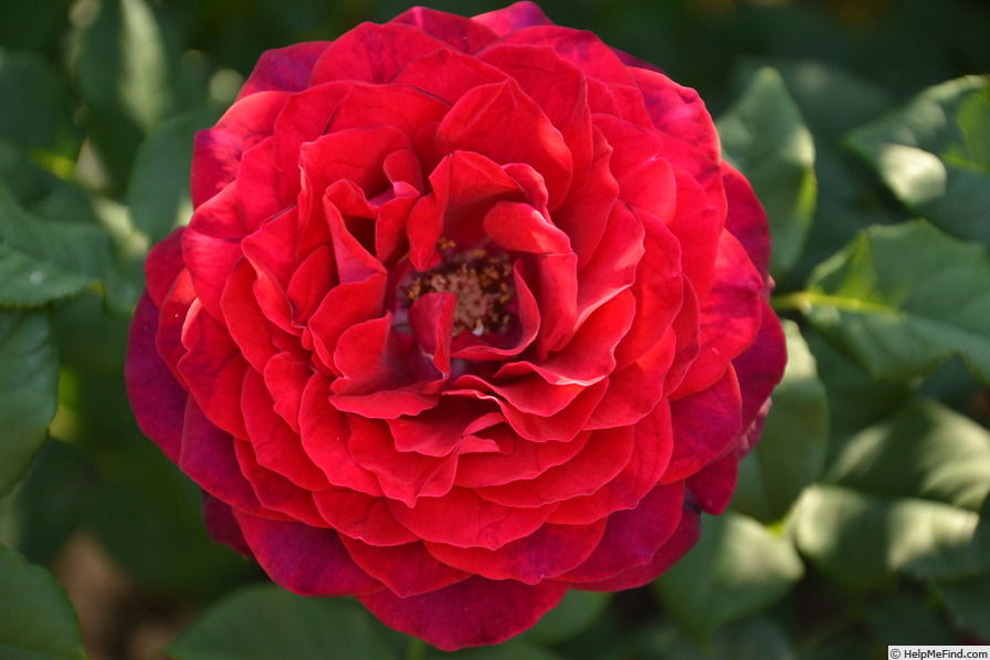 'Astrid Gräfin von Hardenberg' rose photo