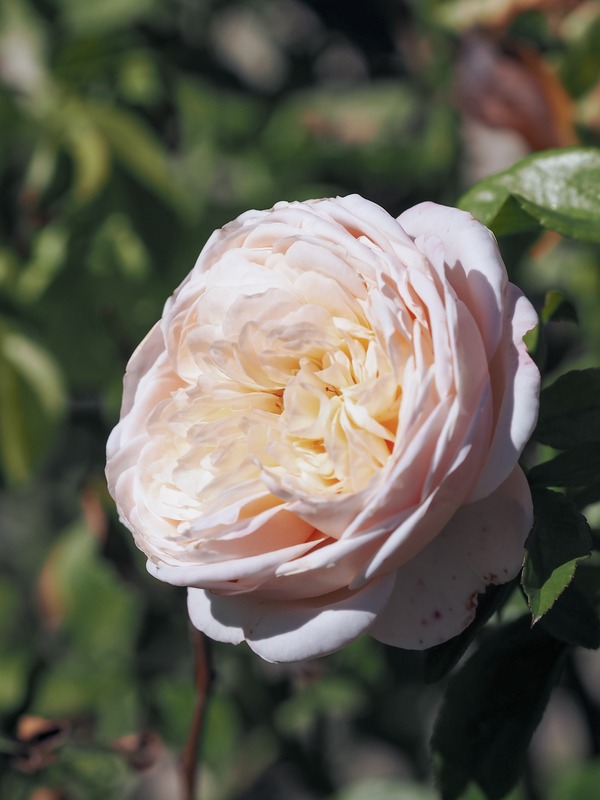 'Domaine de Chantilly®' rose photo