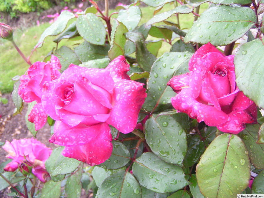 'Fedugia' rose photo