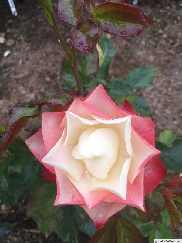 'Origami ® (floribunda, Meilland 2009)' rose photo