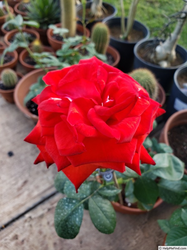 'Camara ®' rose photo