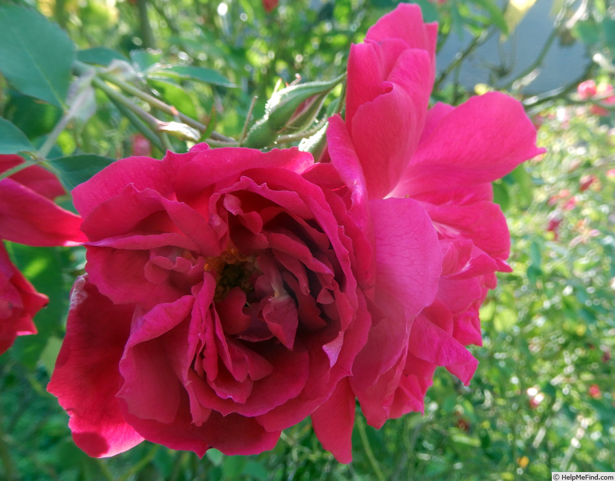 'Ragged Robin' rose photo