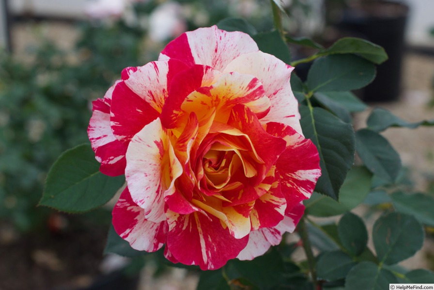 'Maurice Utrillo ™' rose photo