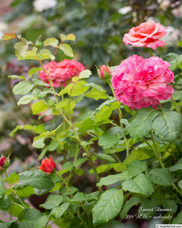 'Sunset Dream' rose photo