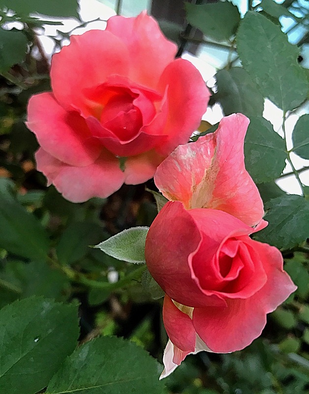 'Anne-Sophie Pic' rose photo