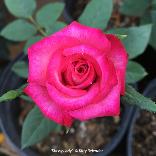 'Klassy Lady' rose photo