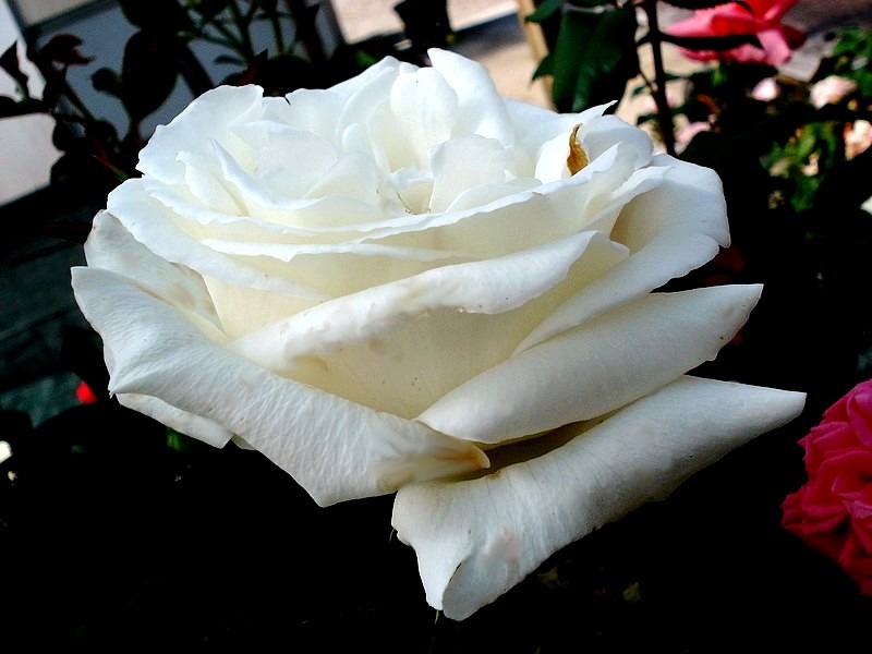 'Cosmos ® (hybrid tea, Combe/Meilland, 1994)' rose photo