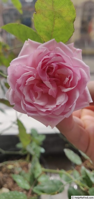 'Duchesse de Brabant' rose photo