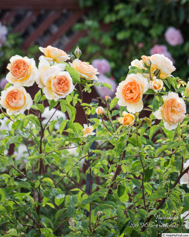'Bathsheba' rose photo