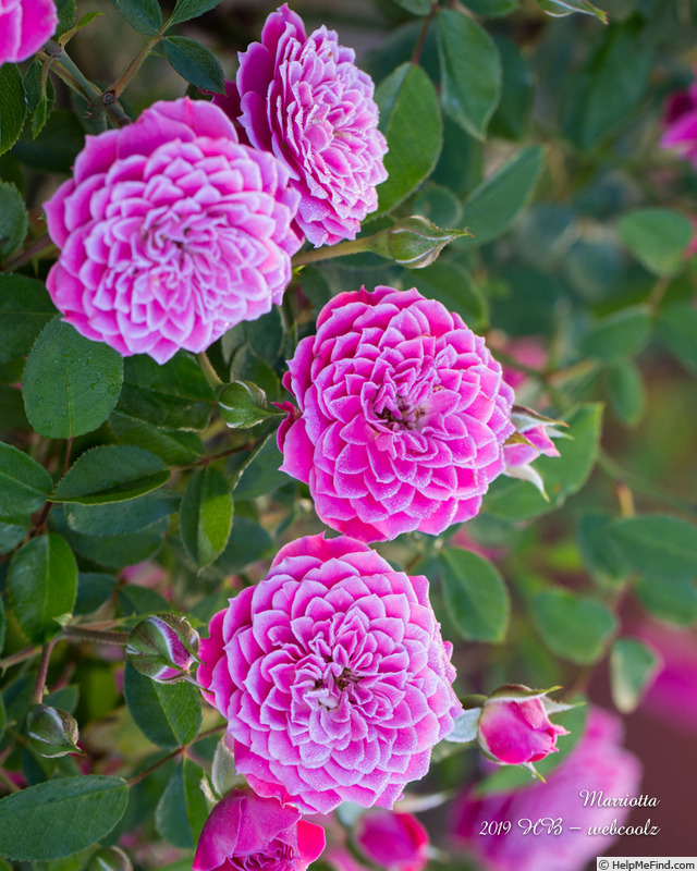 'Marriotta' rose photo