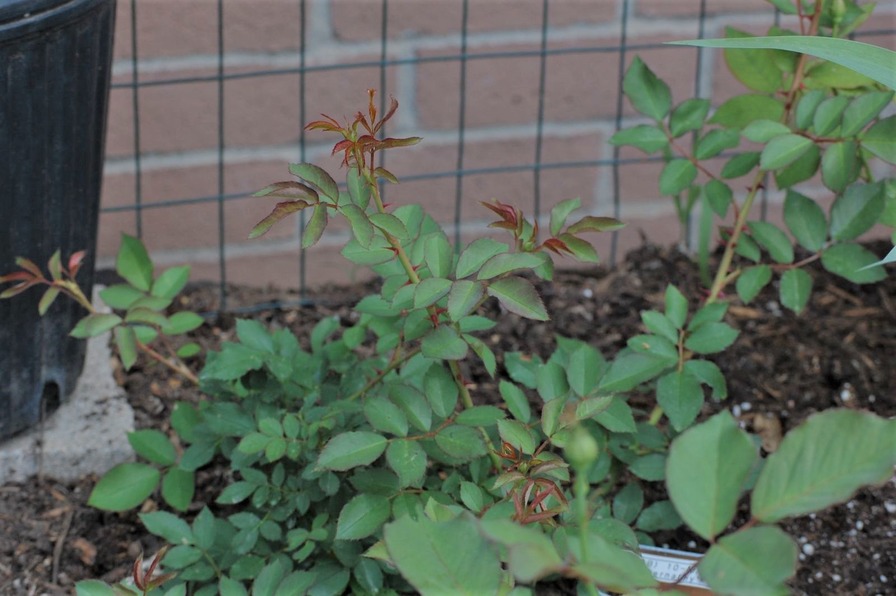 'Abernathy 085426' rose photo