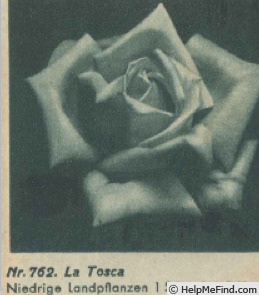 'La Tosca (hybrid tea, Schwartz 1900)' rose photo