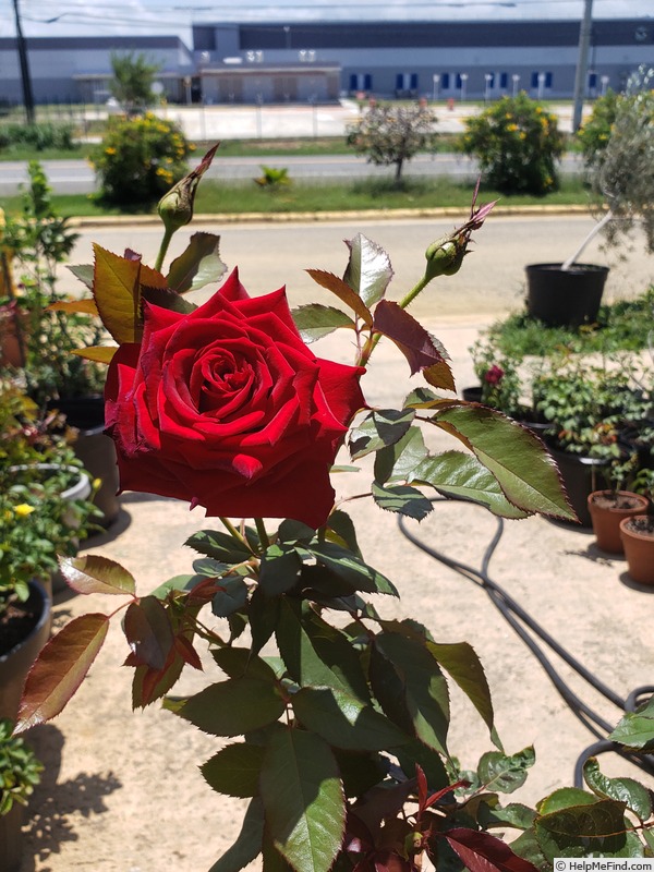 'Black Magic ® (hybrid tea, Evers/Tantau, 1995)' rose photo