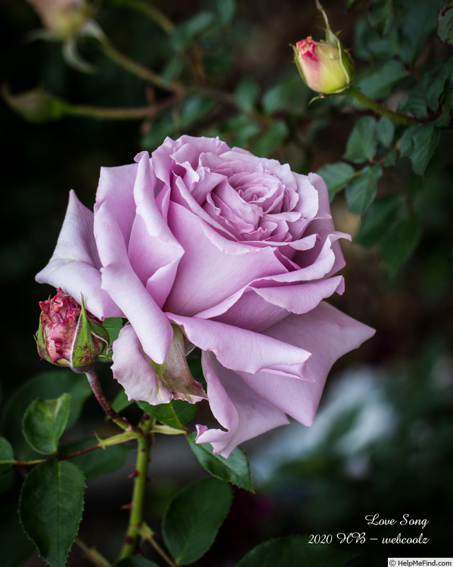 'Love Song (floribunda, Carruth 2011)' rose photo