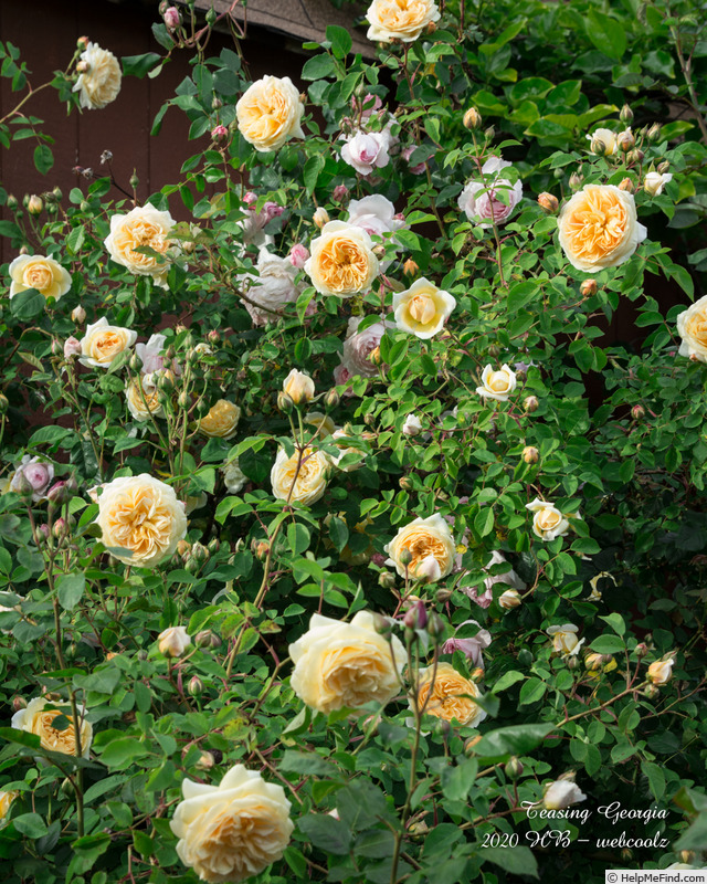 'Teasing Georgia' rose photo
