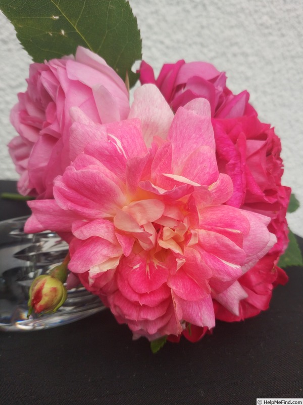 'Henri Barruet' rose photo