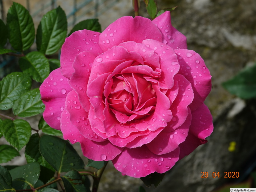 'Pink Peace' rose photo