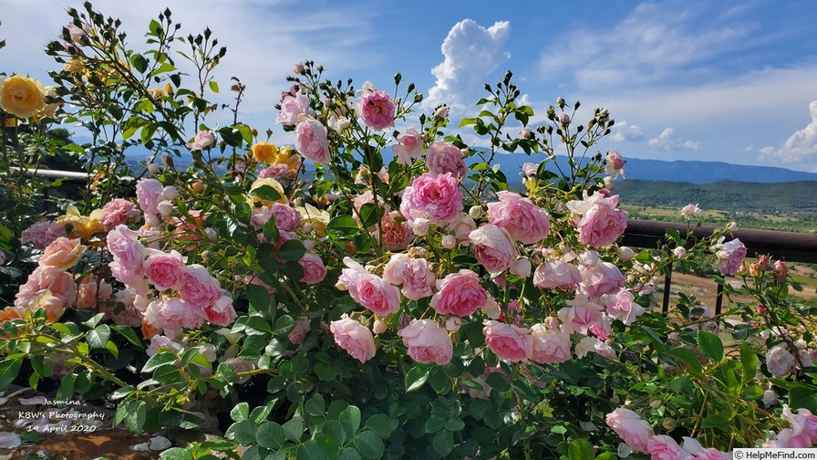 'Jasmina ™ (LCl, Kordes, 1996)' rose photo