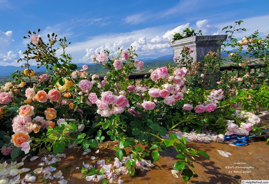 'Jasmina ™ (LCl, Kordes, 1996)' rose photo