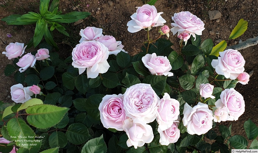 'Olivia Rose Austin ®' rose photo