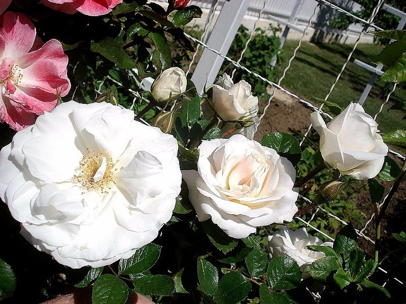 'Nuage Blanc' rose photo