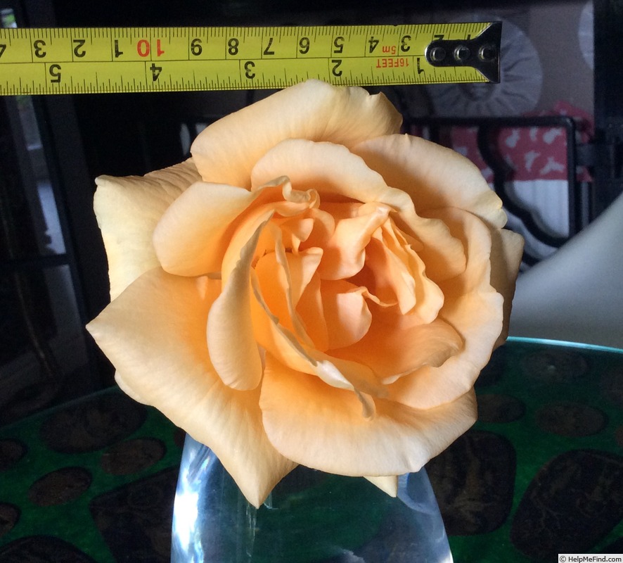 'Lady Hillingdon (Tea, Lowe & Shawyer, 1910)' rose photo