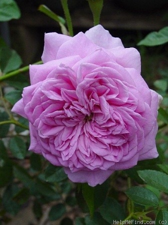 'Capitaine Dyel de Graville' rose photo