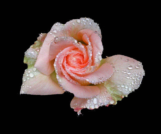 'Sunset Celebration ™' rose photo