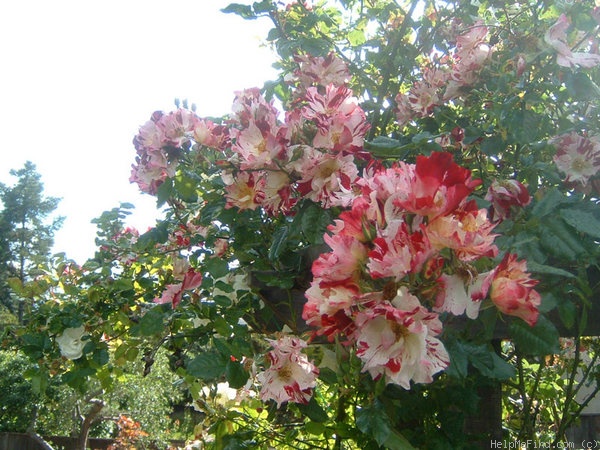 'Fourth of July' rose photo