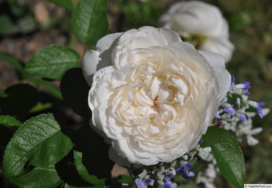 'Glücksstern' rose photo