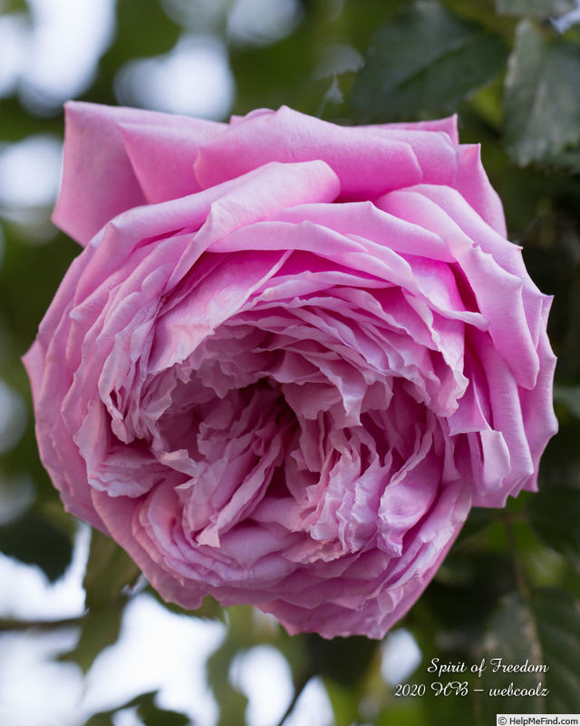 'Spirit of Freedom' rose photo