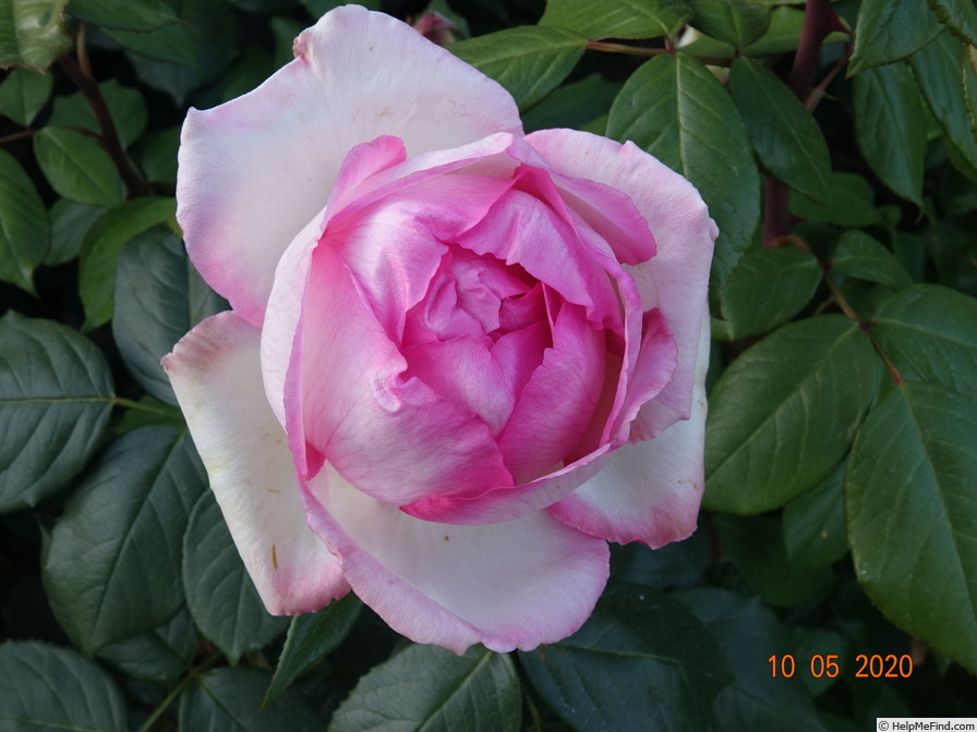 'Honoré de Balzac ® (floribunda, Meillans, 1996)' rose photo