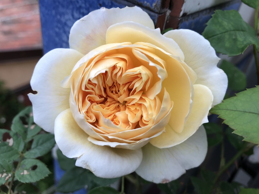 'Teasing Georgia' rose photo