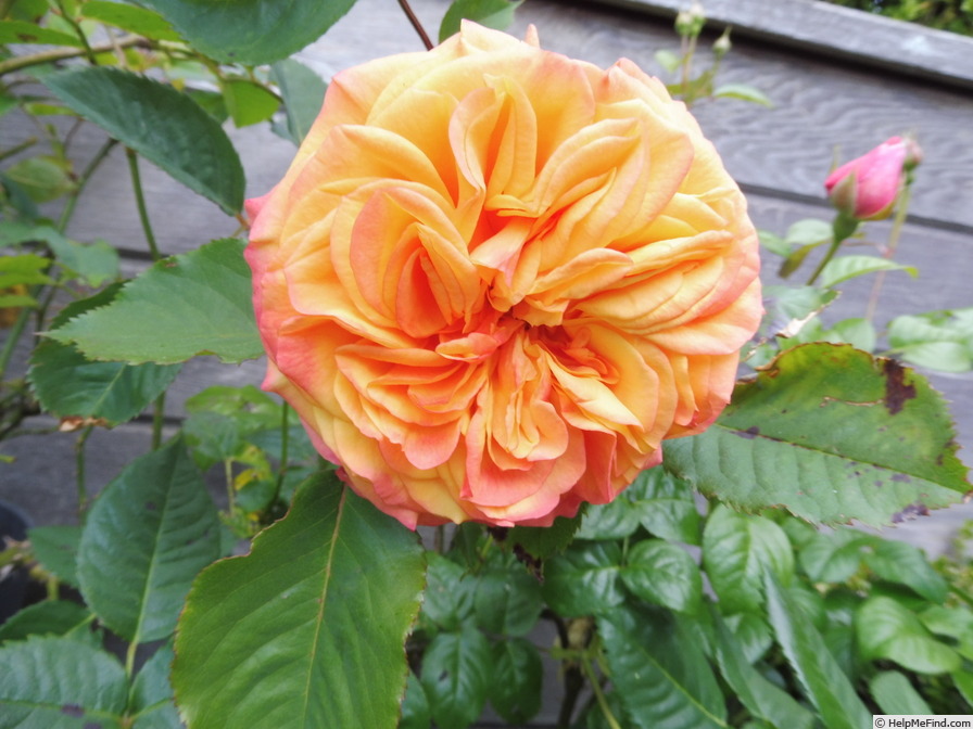 'La Villa Cotta ®' rose photo