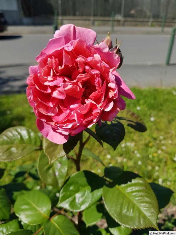 'Line Renaud ®' rose photo