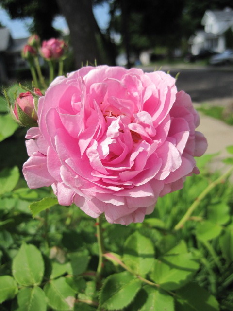 'Madame de Stella (bourbon, Margottin, 1851)' rose photo