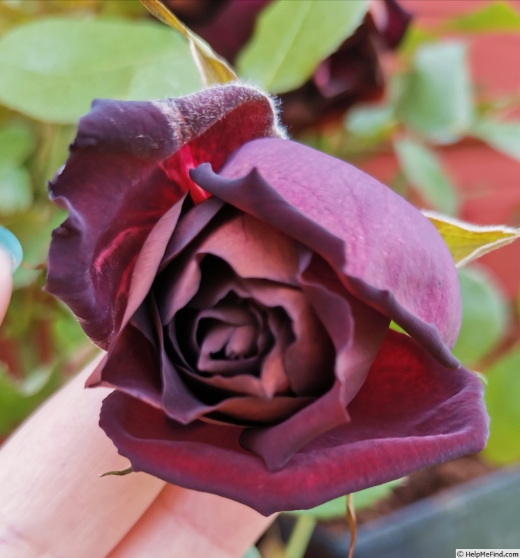 'Scarman's Velvet China' rose photo