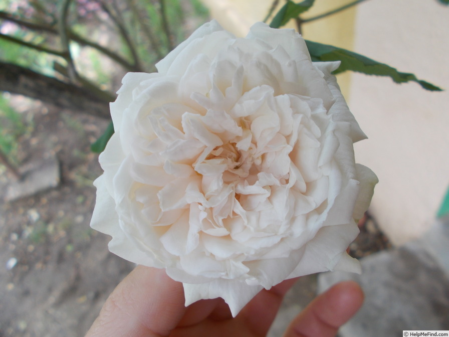 'Madame Alfred Carrière (noisette, Schwartz 1875)' rose photo