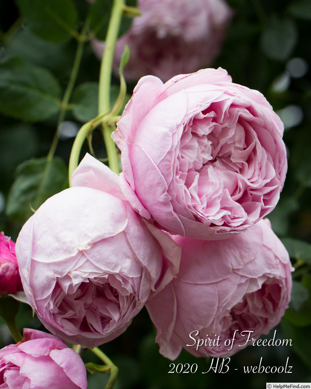 'Spirit of Freedom' rose photo
