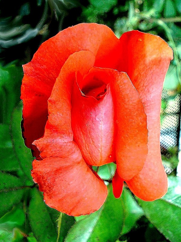 'Anne Vanderlove ®' rose photo