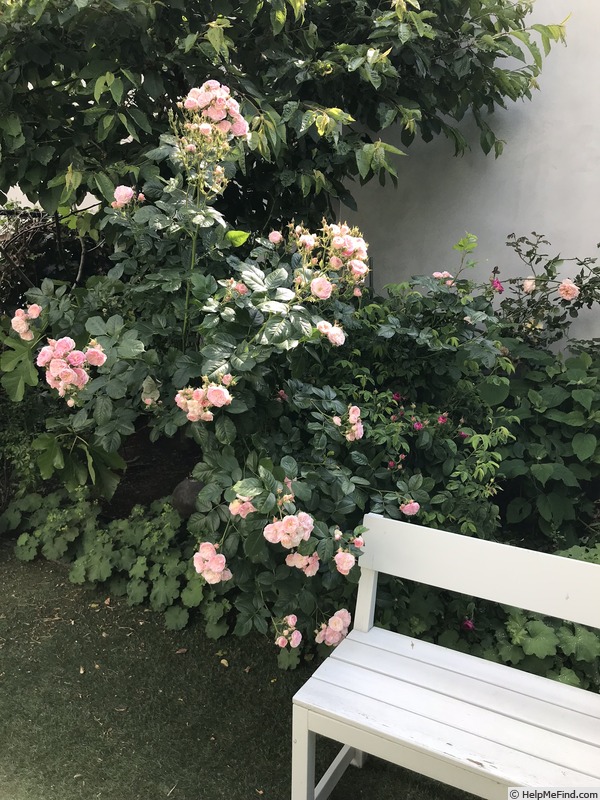 'Bouquet Parfait ® (Hybrid Musk, Lens, 1989)' rose photo