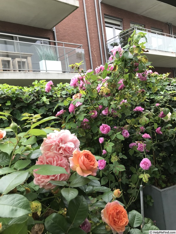 'Louise Odier (Bourbon, Margottin, 1851)' rose photo