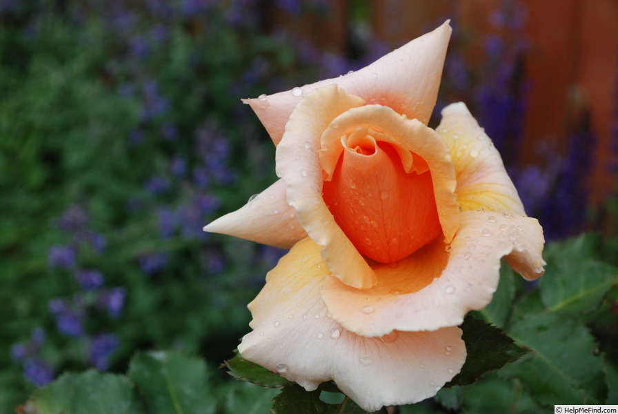 'Just Joey (Hybrid Tea, Cants, 1972)' rose photo