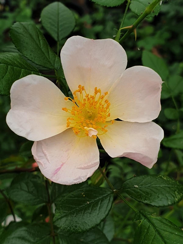 'Pruwich' rose photo
