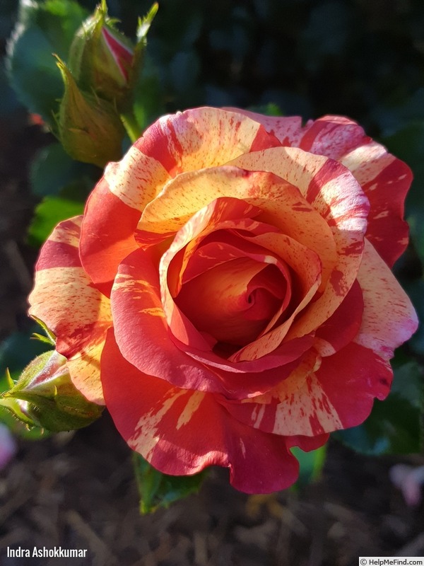 'Alfred Sisley ™' rose photo