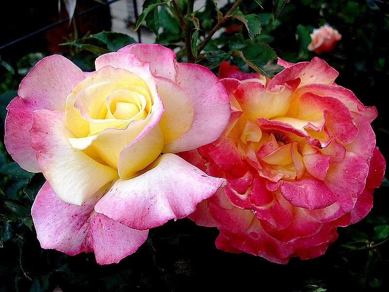 'Concours Lepine ®' rose photo