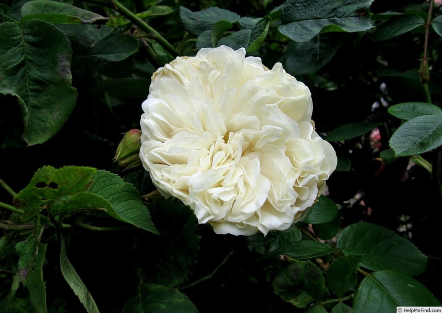 'Sombreuil (LCl, Unknown circa 1940)' rose photo