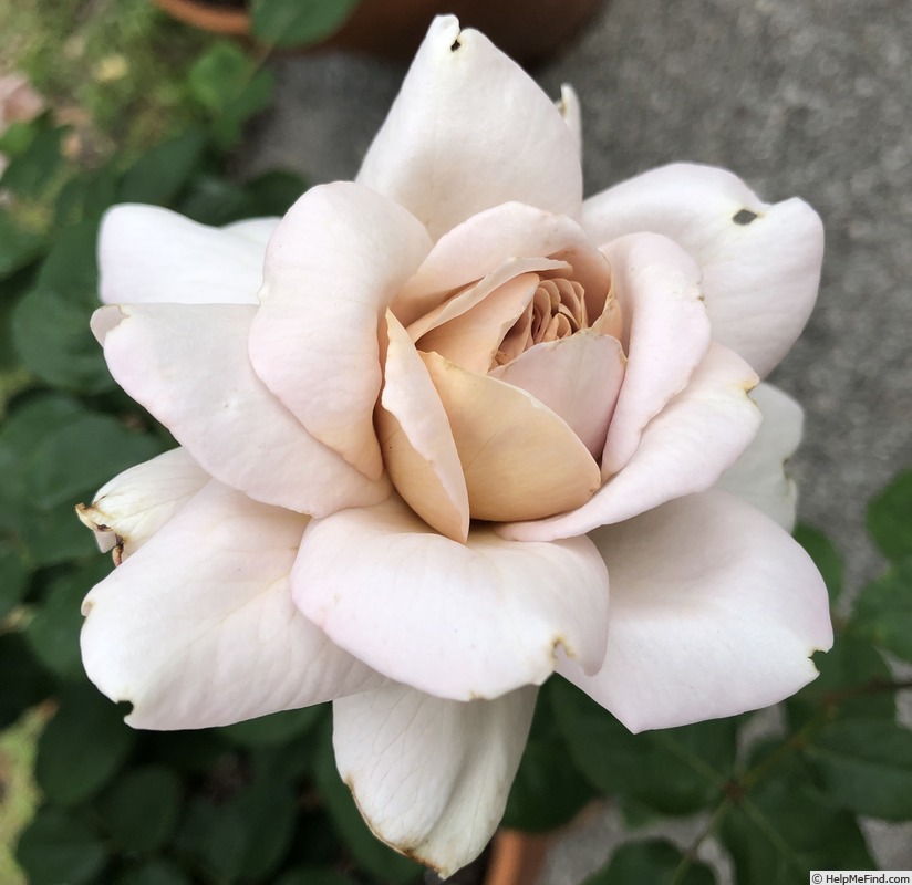 'Grey Dawn' rose photo