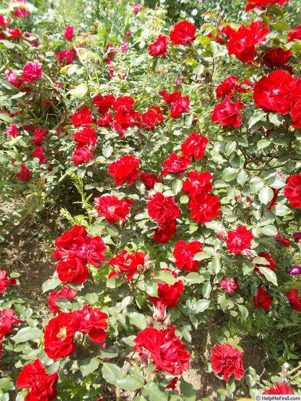 'Grand Hotel ®' rose photo