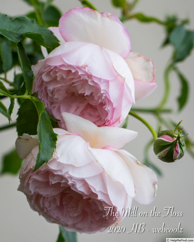 'The Mill On The Floss' rose photo
